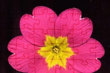primevere jigsaw puzzle