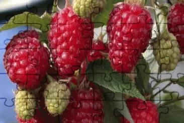 frutas