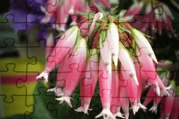 clochettes jigsaw puzzle