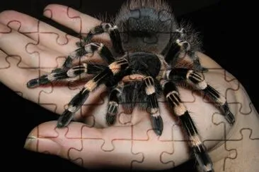 פאזל של AraÃ±a