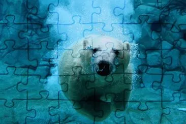 polar bear