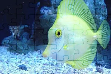 fish 2