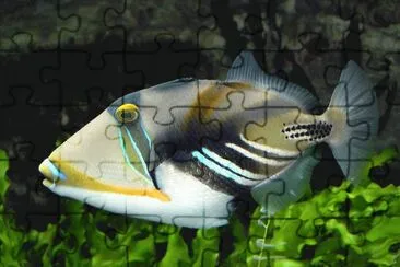 fish
