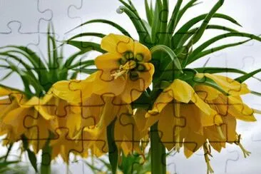 fritillaire jigsaw puzzle