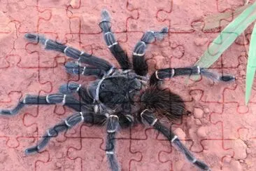 Tarântula ou Caranguejeira jigsaw puzzle