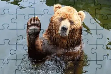 animales