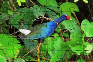 Frango D 'água jigsaw puzzle