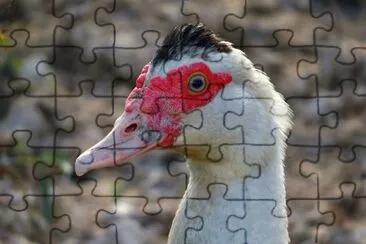Pato DomÃ©stico jigsaw puzzle