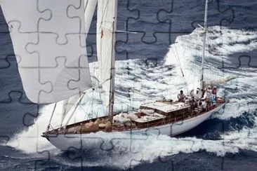 sea lion jigsaw puzzle