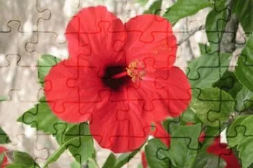 hibiscus jigsaw puzzle