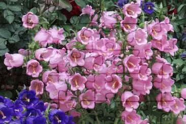 é¢¨éˆ´èŠ± jigsaw puzzle