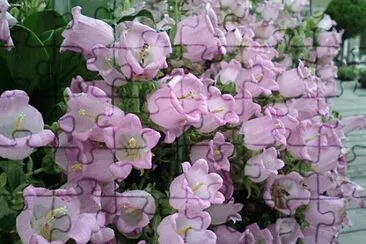 é¢¨éˆ´èŠ± jigsaw puzzle
