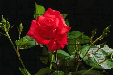 rosa roja jigsaw puzzle