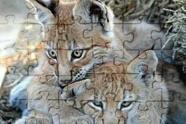 linx