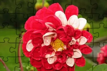 dahlia jigsaw puzzle