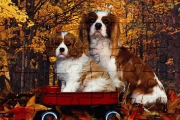 cachorrinhos jigsaw puzzle