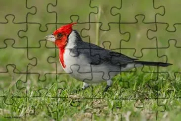 EXTRAÃ‘O CARDENAL. jigsaw puzzle