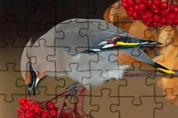 Bird jigsaw puzzle