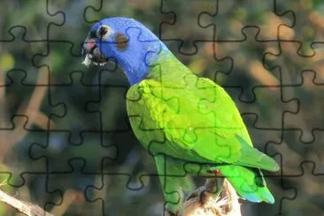 Papagaio