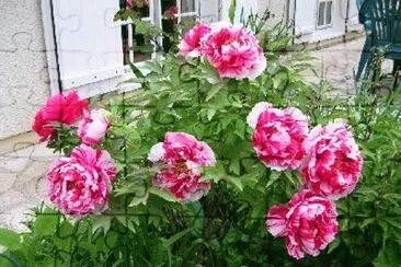 pivoines
