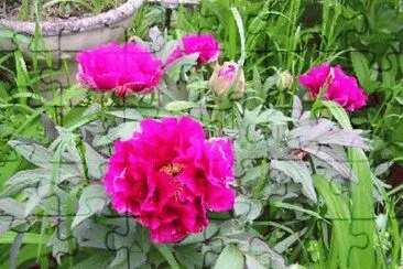 pivoines jigsaw puzzle