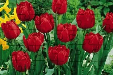 tulipes jigsaw puzzle