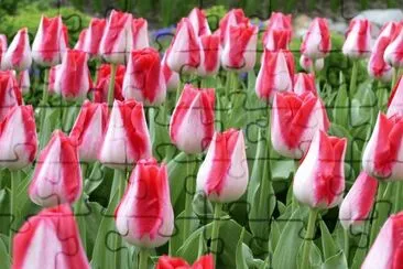 tulipes jigsaw puzzle