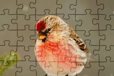 1 jigsaw puzzle