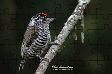 carpinterito jigsaw puzzle