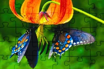 fiori jigsaw puzzle