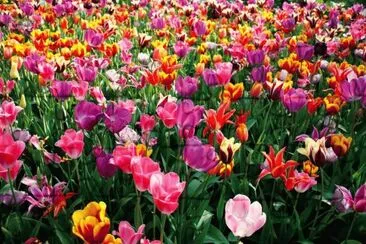 molti fiori jigsaw puzzle