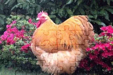 gallina