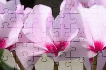 cyclamen