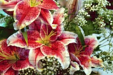 AZUCENAS. jigsaw puzzle