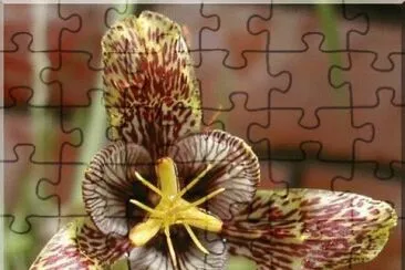 fleur jigsaw puzzle