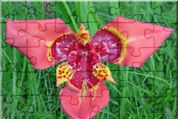 fleur jigsaw puzzle
