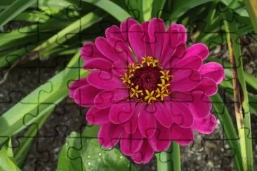 zinnia jigsaw puzzle