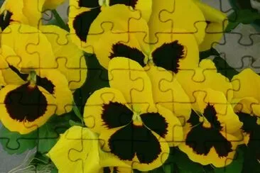 Splendid jigsaw puzzle