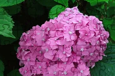 Hortensia jigsaw puzzle