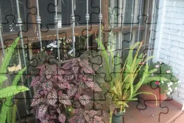 ventana con flores