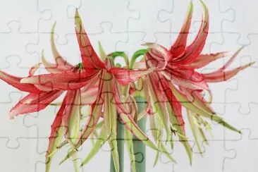 hippeastrum jigsaw puzzle