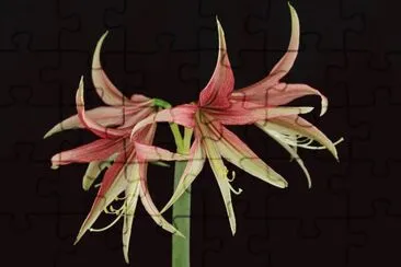 amaryllis jigsaw puzzle