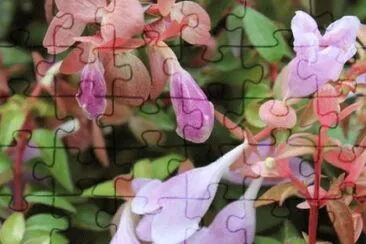 abelia jigsaw puzzle