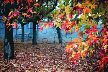 sccc jigsaw puzzle