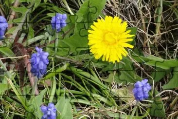 Fleurs