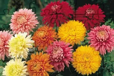 Colorida jigsaw puzzle