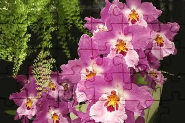 orquidea jigsaw puzzle