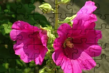 Hollyhock jigsaw puzzle