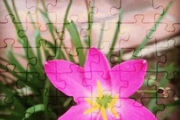 Flor do meu jardim jigsaw puzzle