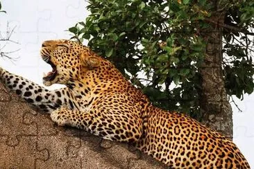 Panter jigsaw puzzle